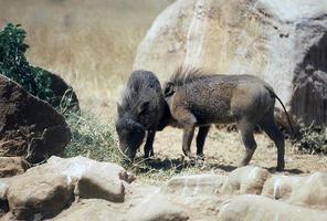 two african wild boars fight with each other photo