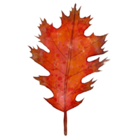 Watercolor Autumn Leaf png