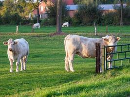 autumn time near Borken in westphalia photo