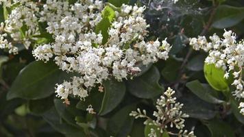 Baum hinterlässt Blumen und Blüten video