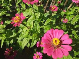 hermosa foto de flor de zinnia elegans adecuada para adjuntar artículo