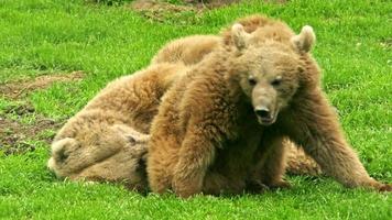 osos jugando en la hierba video