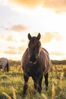 caballos salvajes en los campos en wassenaar los países bajos. foto