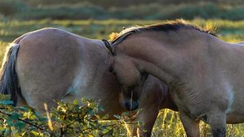 Wild horses in the fields in Wassenaar The Netherlands. photo