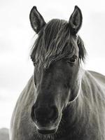 Wild horses in the fields in Wassenaar The Netherlands. photo