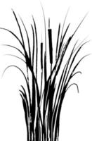 Image of a green reed or bulrush on a white background.Isolated vector drawing.