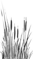 Image of a green reed or bulrush on a white background.Isolated vector drawing.