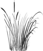 Image of a green reed or bulrush on a white background.Isolated vector drawing.