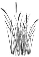 Image of a green reed or bulrush on a white background.Isolated vector drawing.