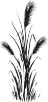 Image of a green reed or bulrush on a white background.Isolated vector drawing.