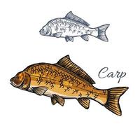 Carp fish isolated sketch for food themes design vector