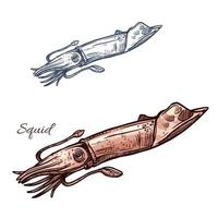 Squid vector isolated sketch icon