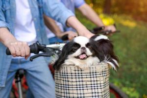 Two adorable black and white Chin dogs leaning in bicycle basket. One dog shows photo