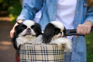 Two adorable black and white Chin dogs leaning in bicycle basket. One dog shows photo