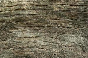 Abstract Surface texture and trenches on the bark of tree trunk photo