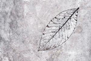 Leaf texture in concrete floor photo