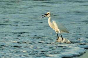 Snowy egret gobbles up a small fish at sunrise photo