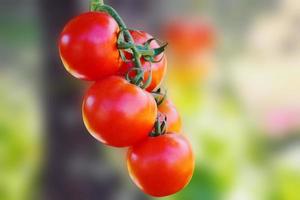 crecimiento de plantas de tomates rojos maduros frescos en un jardín orgánico foto