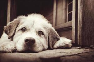 3d illustration of a cute adorable fluffy labrador laying on wooden floor photo