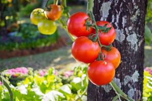 Fresh ripe red tomatoes plant growth in organic garden photo
