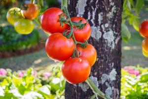 Fresh ripe red tomatoes plant growth in organic garden photo