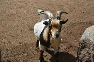 White, Tan and Black Billy Goat with a Cute Face photo