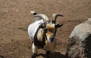 Colorful Billy Goat Standing Beside a Rock photo