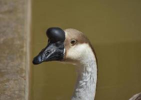 Black Beak on an Unusual Goose in a Pond photo