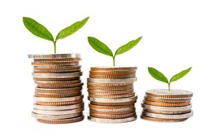 Tree leaf on save money coins, Business finance saving banking investment concept. photo