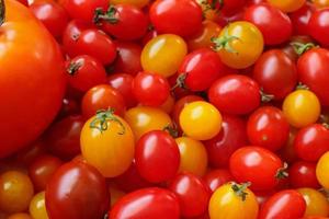 Variety of colorful organic tomato background photo