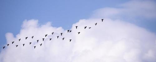 Flock of birds flying in the blue sky photo