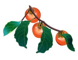 Persimmon. Branch with persimmon and leaves on a white background. vector