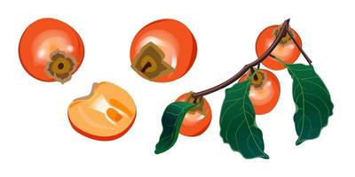 Persimmon on a white background. Branch with persimmon. vector