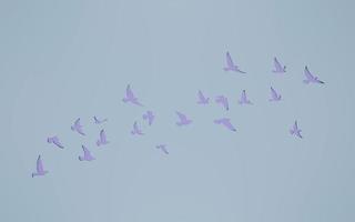 3D rendering flying birds flock silhouettes on wall cut out background. pigeon outline. symbol of freedom. photo