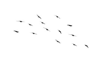 Flock of birds flying isolated on white background photo