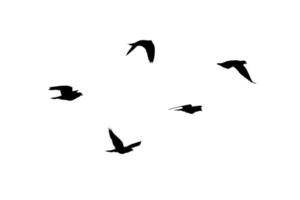 Flock of birds flying isolated on white background photo