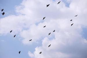bandada de pájaros volando en el cielo azul foto