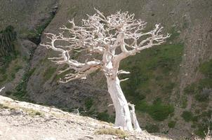 Stark tree on a mountain slope photo