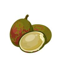 ilustración vectorial, fruta de matoa madura, nombre científico pometia pinnata, aislada en blanco vector