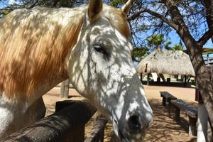 Mirar de cerca la cara de un caballo blanco moteado foto