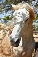 Stunning Draft Horse with Dappled Sunlight on Him photo