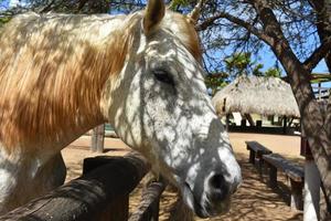 Tonos de luz solar sobre un gran caballo de tiro blanco foto