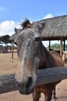 Sweet Old Brown and Gray Horse at the Fence Rail photo