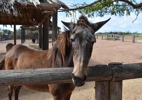 Lovely Old Brown Horse Standing at the Fence Rail photo