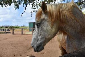 Sweet Face on a Large Draft Horse in a Dirt Paddock photo