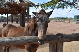 Stunning Old Brown Horse Standing in a Dirt Paddock photo