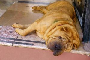 a large dog of the Shar Pei breed is lying on the road and sleeping photo