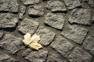 Maple leaf on a background of stone paving slabs photo