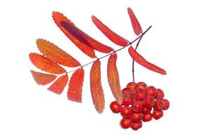 Bunches of red rowan berries photo