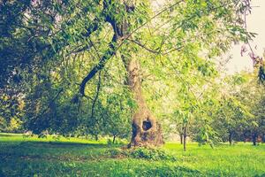 Green Crooked Trees in the Park Retro photo